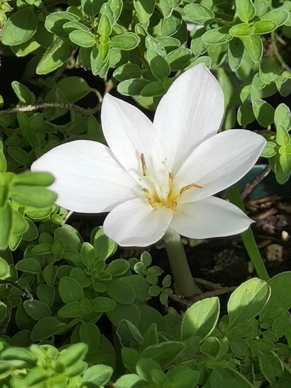 Colchicum autumnale 'Album'